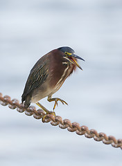 Image showing Green Heron, Butorides virescens