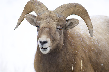 Image showing Bighorn Sheep