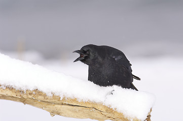 Image showing American Crow