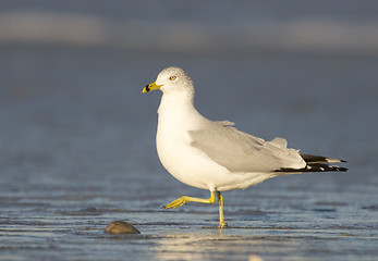 Image showing Herring Gull, Larus delawarensis argentatus