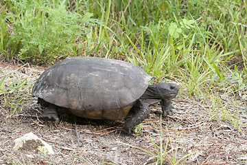 Image showing Endangered Gopher Turtle or Tortoise 