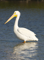 Image showing American White Pelican, Pelecanus erythrorhynchos