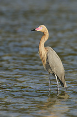 Image showing Reddish Egret, Egretta rufescens