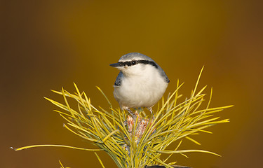 Image showing Eurasian Nuthatch, Sitta europaea