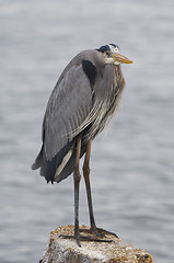 Image showing Great Blue Heron, Ardea herodias