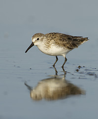 Image showing Dunlin, Calidris alpina