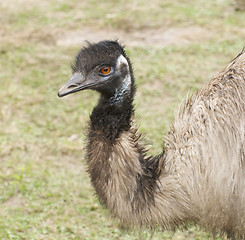 Image showing Emu portrait 