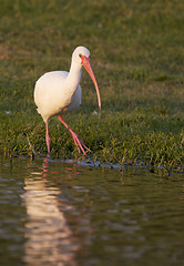 Image showing White Ibis, Eudocimus albus