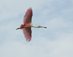 Image showing Roseate Spoonbill, Platalea ajaja