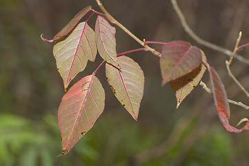 Image showing Poison Ivy 