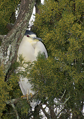 Image showing Adult Yellow-crowned Night Heron, Nyctanassa violacea