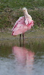 Image showing Roseate Spoonbill, Platalea ajaja