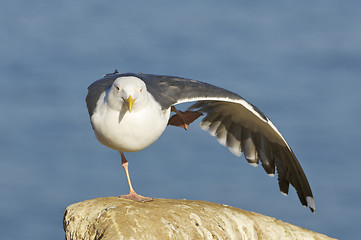 Image showing Western Gull, Larus occidentalis