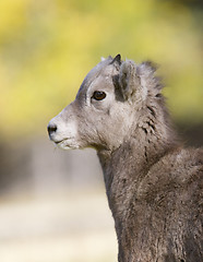 Image showing Bighorn Sheep