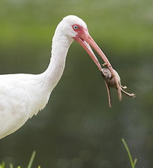 Image showing White Ibis, Eudocimus albus