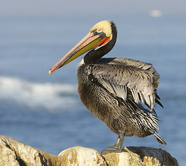 Image showing California Brown Pelican, Pelecanus occidentalis