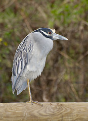 Image showing Adult Yellow-crowned Night Heron, Nyctanassa violacea