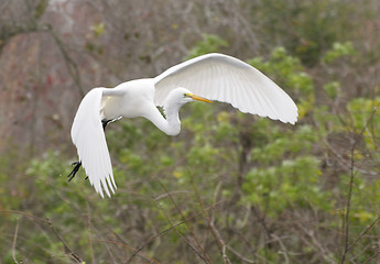 Image showing Great Egret, Ardea alba