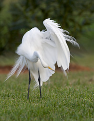 Image showing Great Egret, Ardea alba