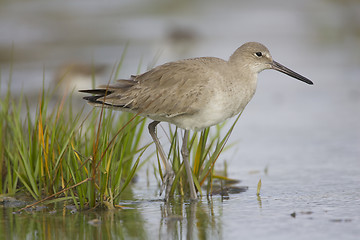 Image showing Eastern Willet, Tringa semipalmata