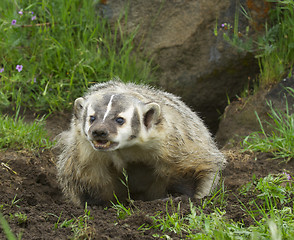 Image showing American Badger