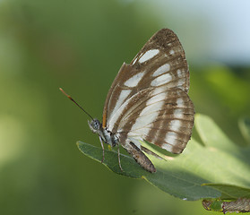 Image showing Brown and White Butterfly