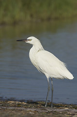 Image showing Reddish Egret, Egretta rufescens