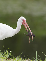 Image showing White Ibis, Eudocimus albus