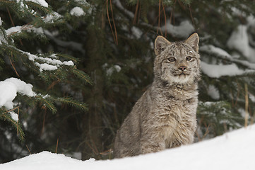 Image showing Lynx