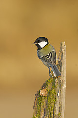 Image showing Great Tit, Parus major