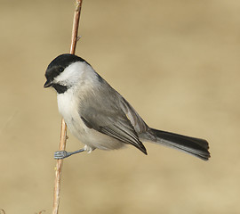 Image showing Willow Tit, Parus montanus