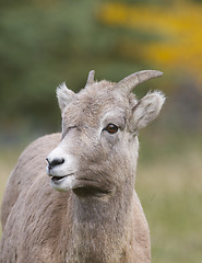 Image showing Bighorn Sheep