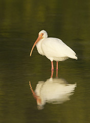 Image showing White Ibis, Eudocimus albus