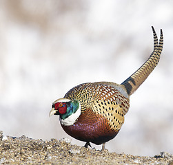 Image showing Common Ring-neck Pheasant, Phasianus colchicus