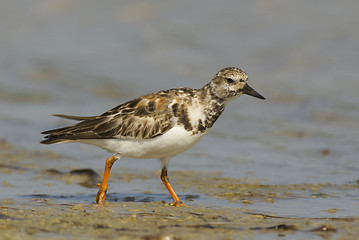 Image showing Ruddy Turnstone, Arenaria interpres