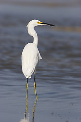 Image showing Snowy Egret, Egretta thula