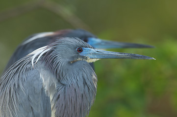 Image showing Little Blue Heron, Egretta caerulea