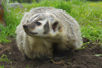 Image showing American Badger