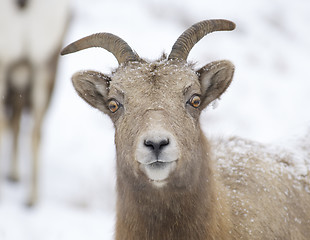 Image showing Bighorn Sheep