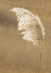 Image showing Feathergrass 