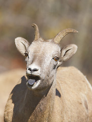 Image showing Bighorn Sheep