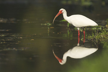 Image showing White Ibis, Eudocimus albus