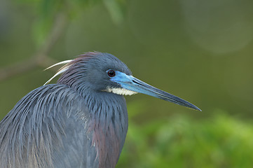 Image showing Little Blue Heron, Egretta caerulea