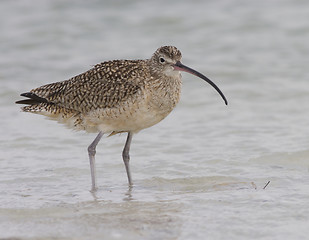 Image showing Long-billed Curlew, Numenius americanus