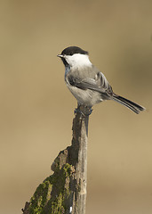 Image showing Willow Tit, Parus montanus