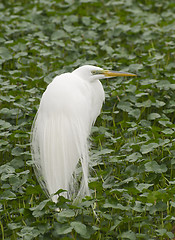 Image showing Great Egret, Ardea alba