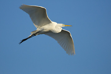 Image showing Great Egret, Ardea alba