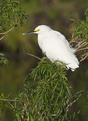 Image showing Snowy Egret, Egretta thula