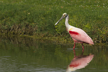 Image showing Roseate Spoonbill, Platalea ajaja