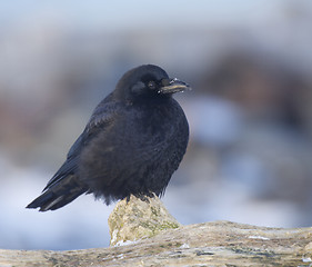 Image showing American Crow